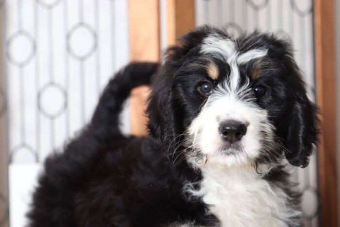 Della - Precious Female CKC Bernedoodle Puppy - Image 2