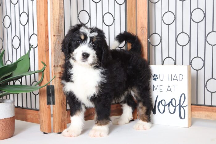 Della - Precious Female CKC Bernedoodle Puppy - Image 3