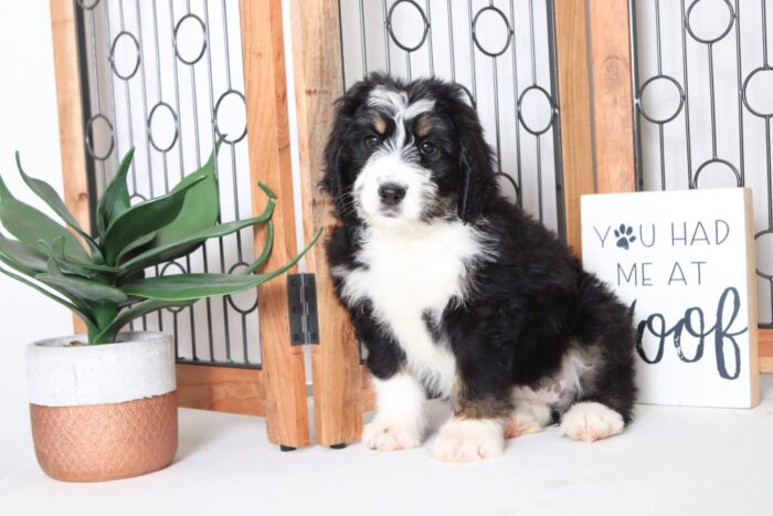 Della - Precious Female CKC Bernedoodle Puppy - Image 4