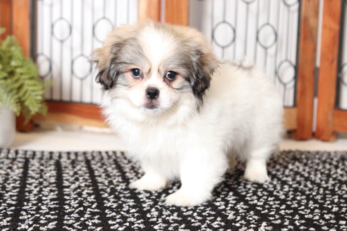 Denton - Handsome Little Male Teddy Bear Puppy