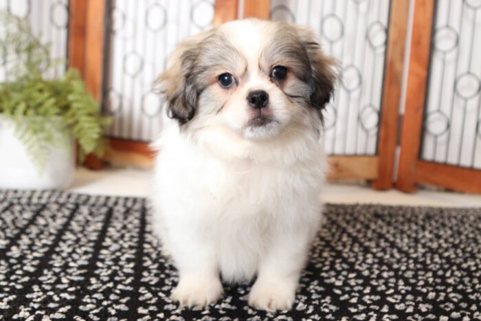 Denton - Handsome Little Male Teddy Bear Puppy - Image 2