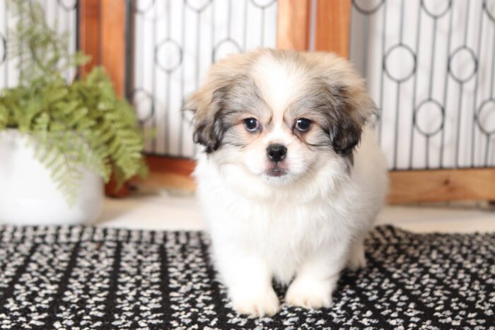 Denton - Handsome Little Male Teddy Bear Puppy - Image 3