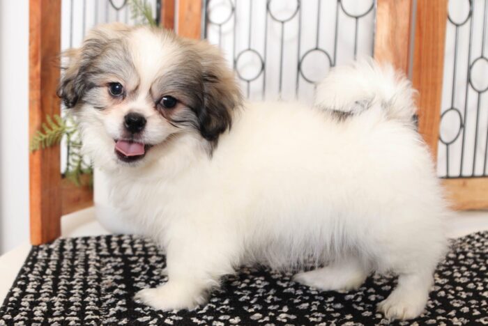 Denton - Handsome Little Male Teddy Bear Puppy - Image 4