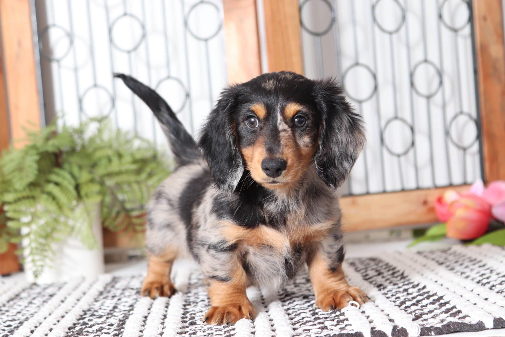 Denver- Amazing Dapple ACA Mini Dachshund Puppy - Image 3