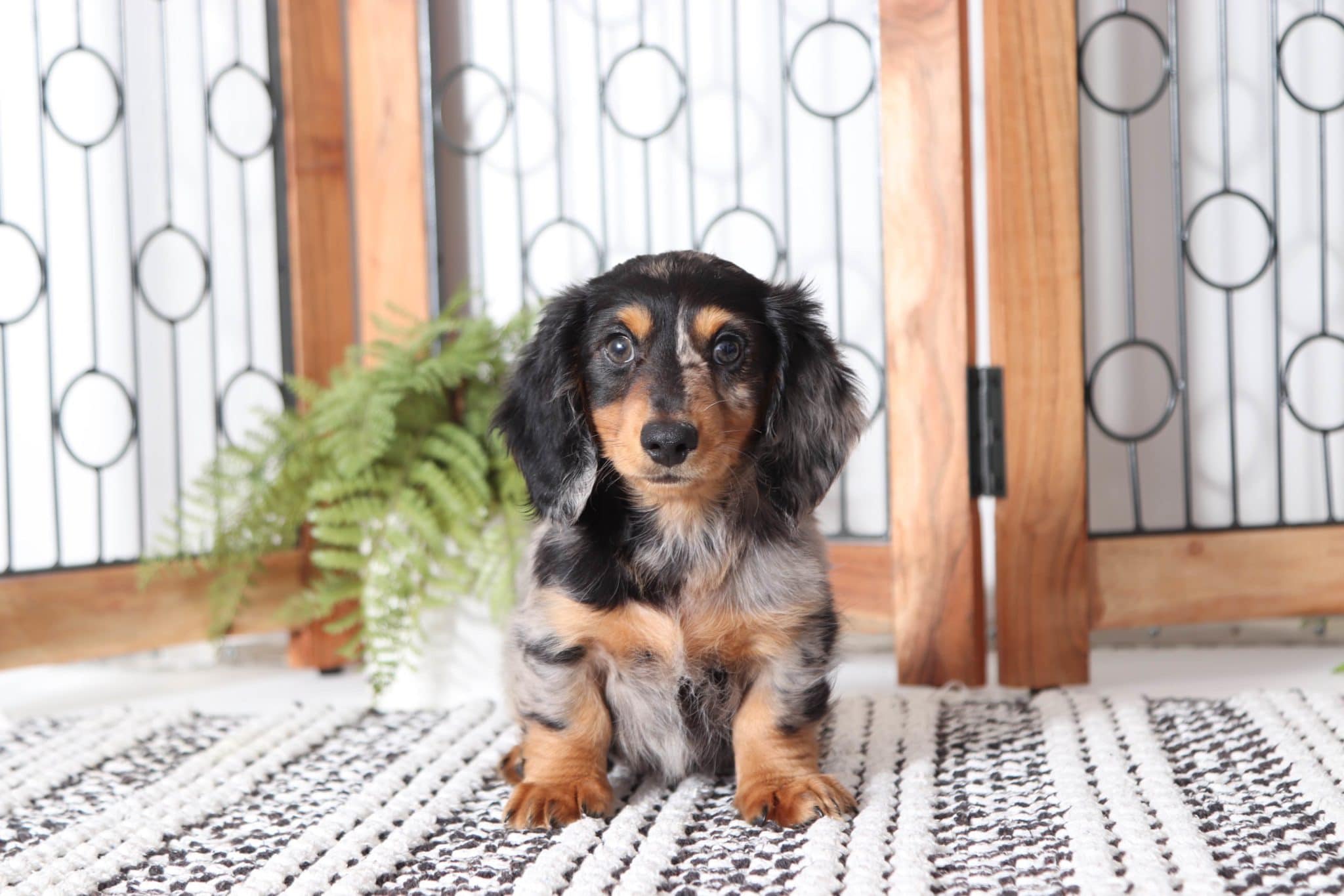 Denver- Amazing Dapple ACA Mini Dachshund Puppy - Image 4