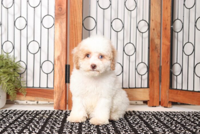 Denzel  - Great Little Male Toy Poodle Puppy