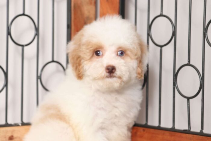 Denzel  - Great Little Male Toy Poodle Puppy - Image 2