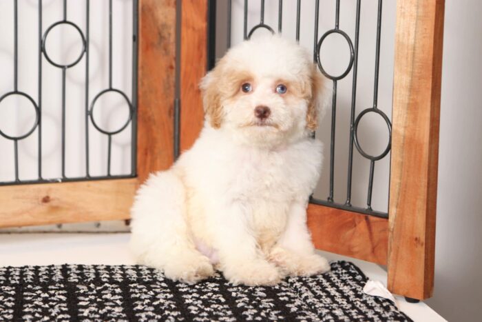 Denzel  - Great Little Male Toy Poodle Puppy - Image 3
