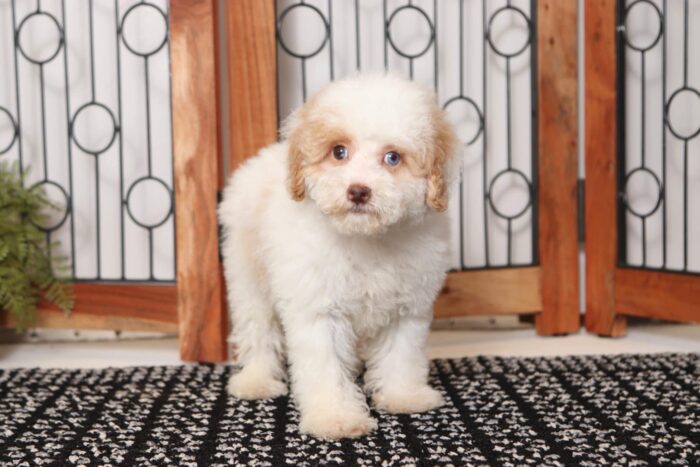 Denzel  - Great Little Male Toy Poodle Puppy - Image 4