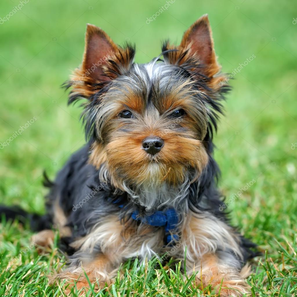 depositphotos_119087394-stock-photo-yorkshire-terrier-dog