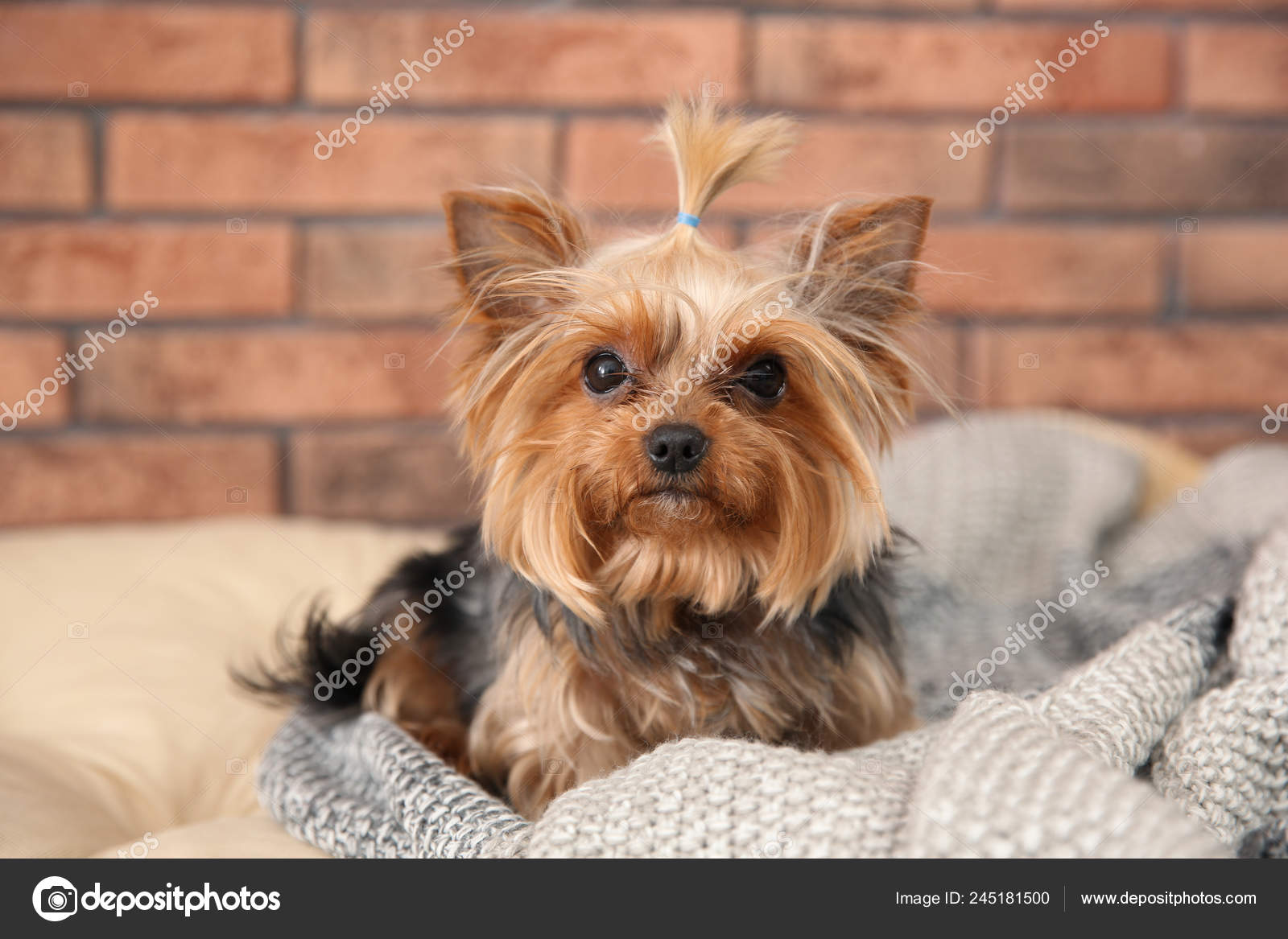 Yorkshire terrier on pet bed against brick wall. Happy dog