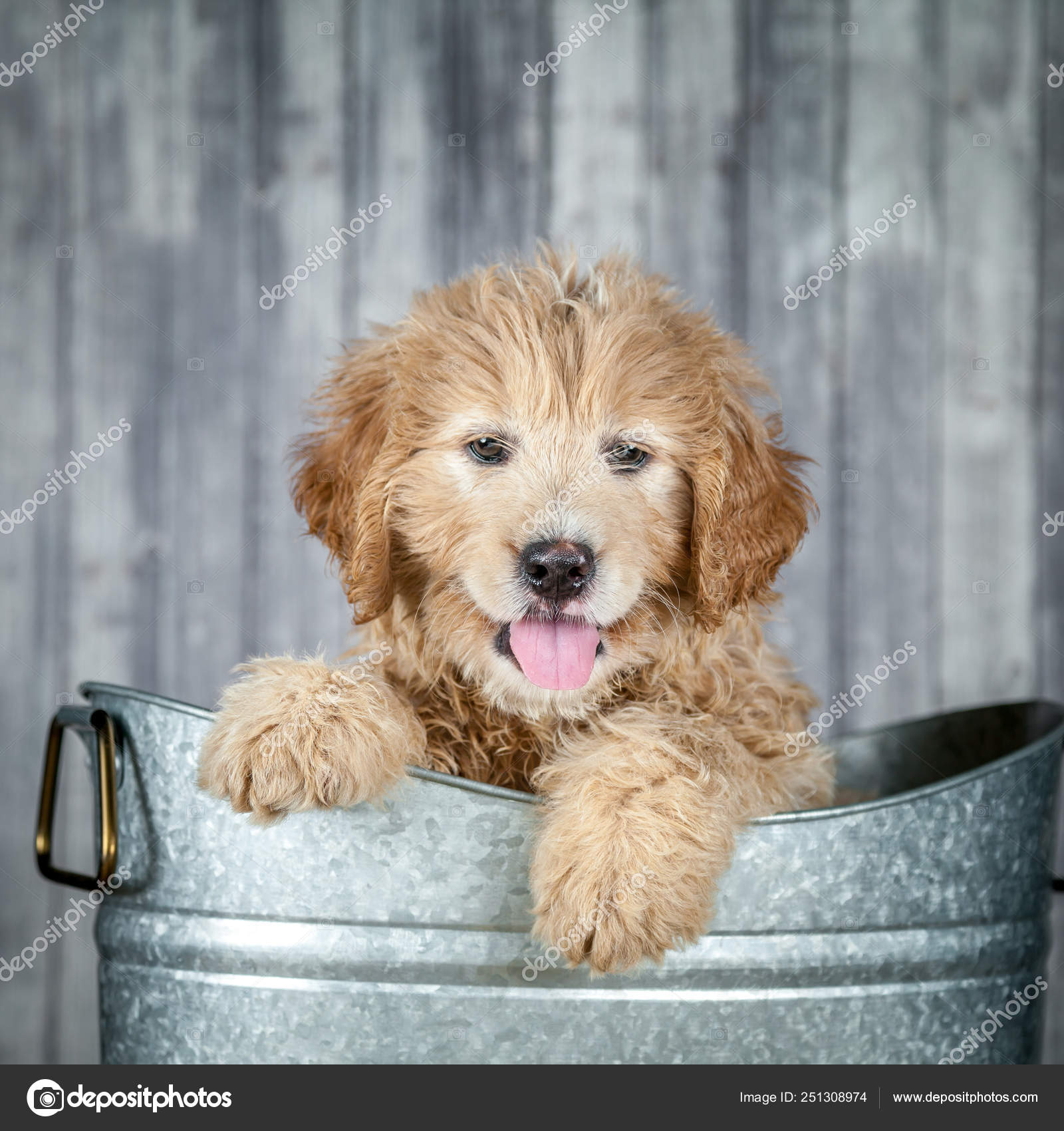 depositphotos_251308974-stock-photo-sweet-adorable-goldendoodle-puppy