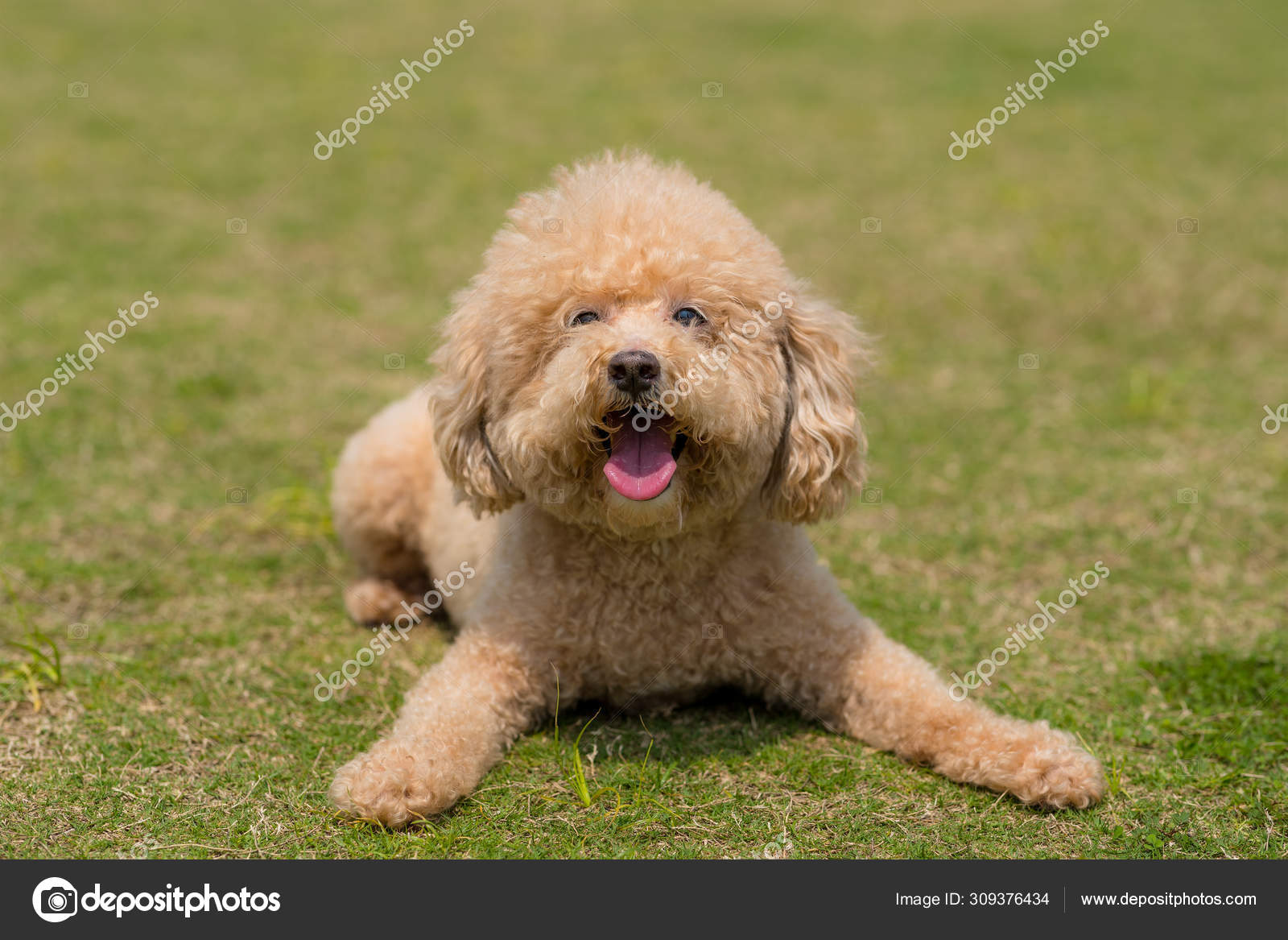 Dog poodle lying on the green lawn