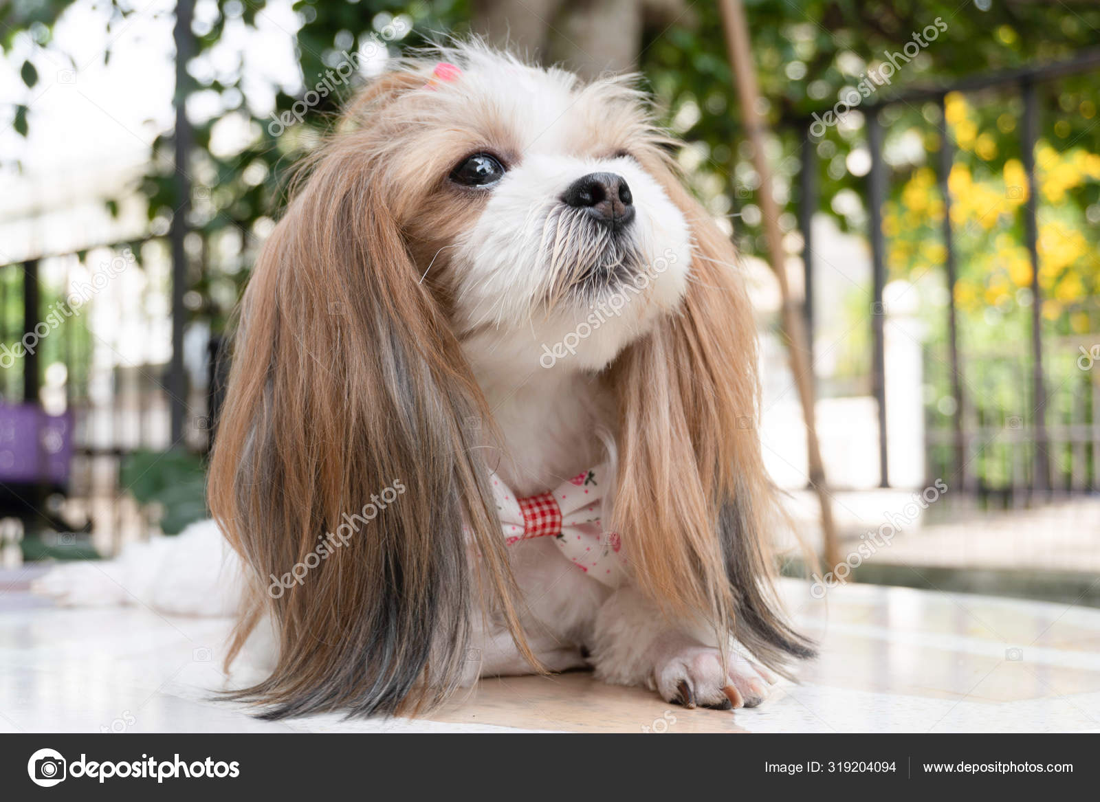 Cute Shih Tzu the dog, looking at the owner with suspicion.