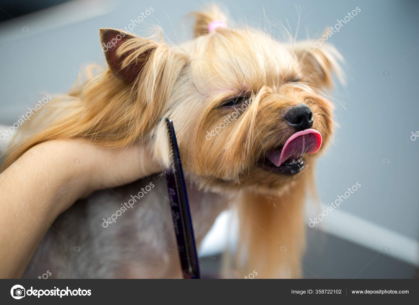 Female groomer haircut yorkshire terrier on the table for grooming in the beauty salon for dogs. Toned image. process of final shearing of a dog's hair with scissors.