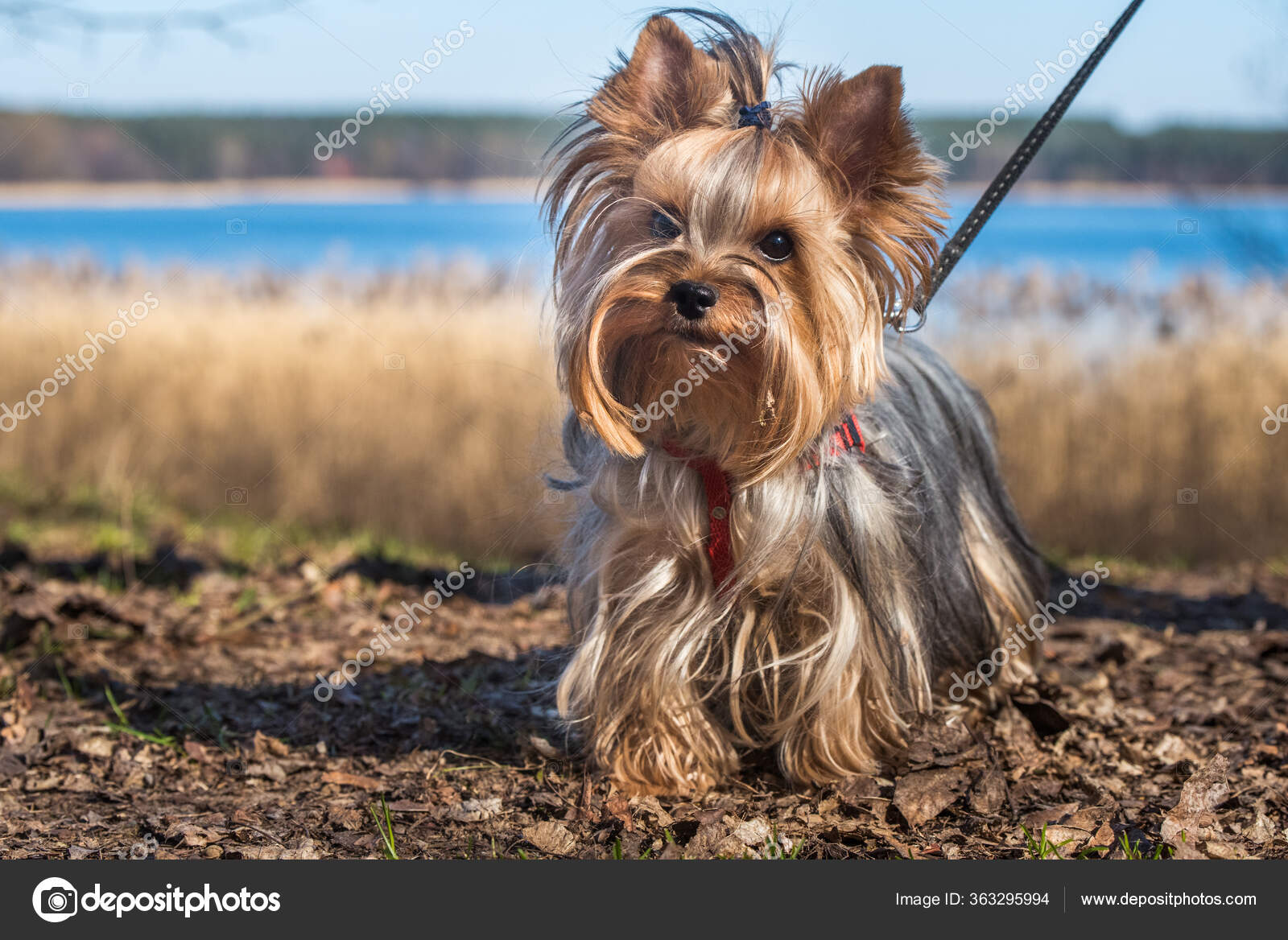 Yorkshire terrier dog sitting close up on nature