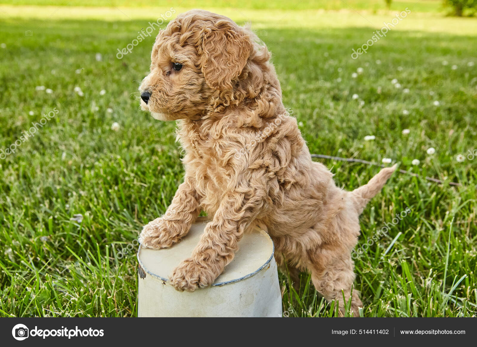 Goldendoodle puppy stepping over flowerpot in grass