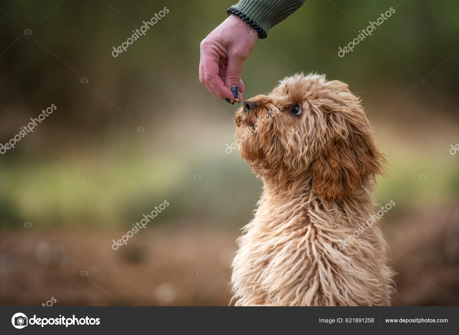 MIL Pet Photography - Dog Photographer