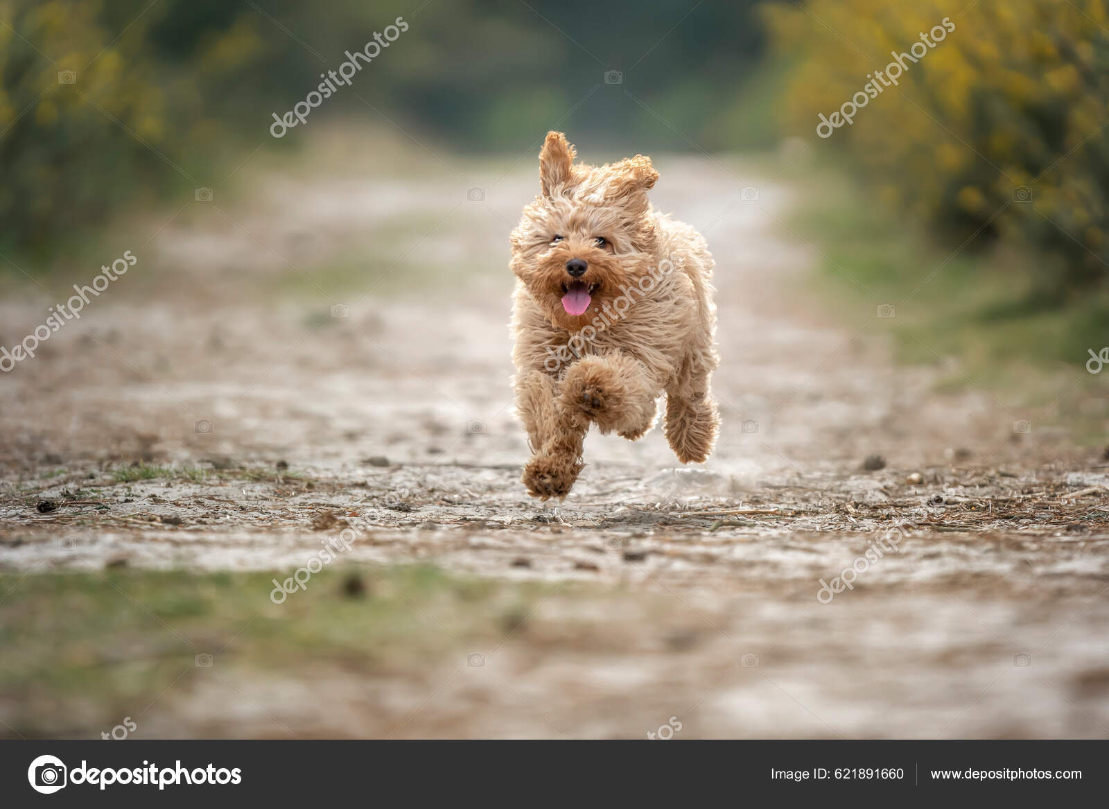 MIL Pet Photography - Dog Photographer