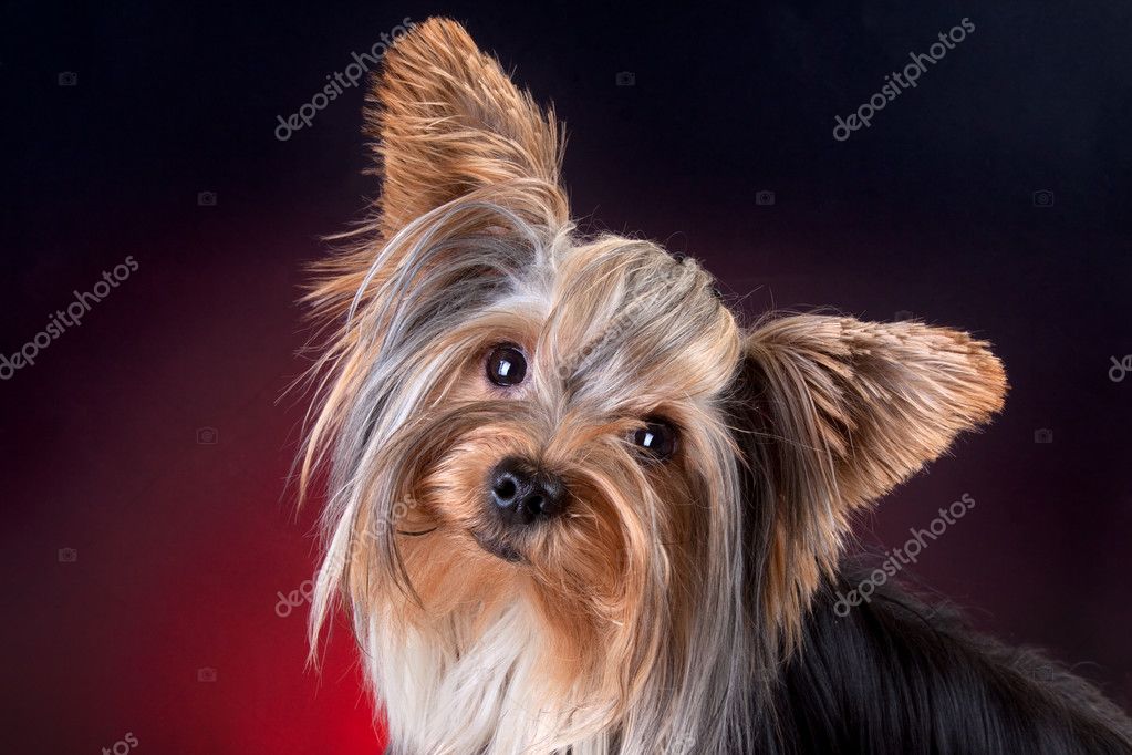 depositphotos_6542158-stock-photo-portrait-of-a-yorkie