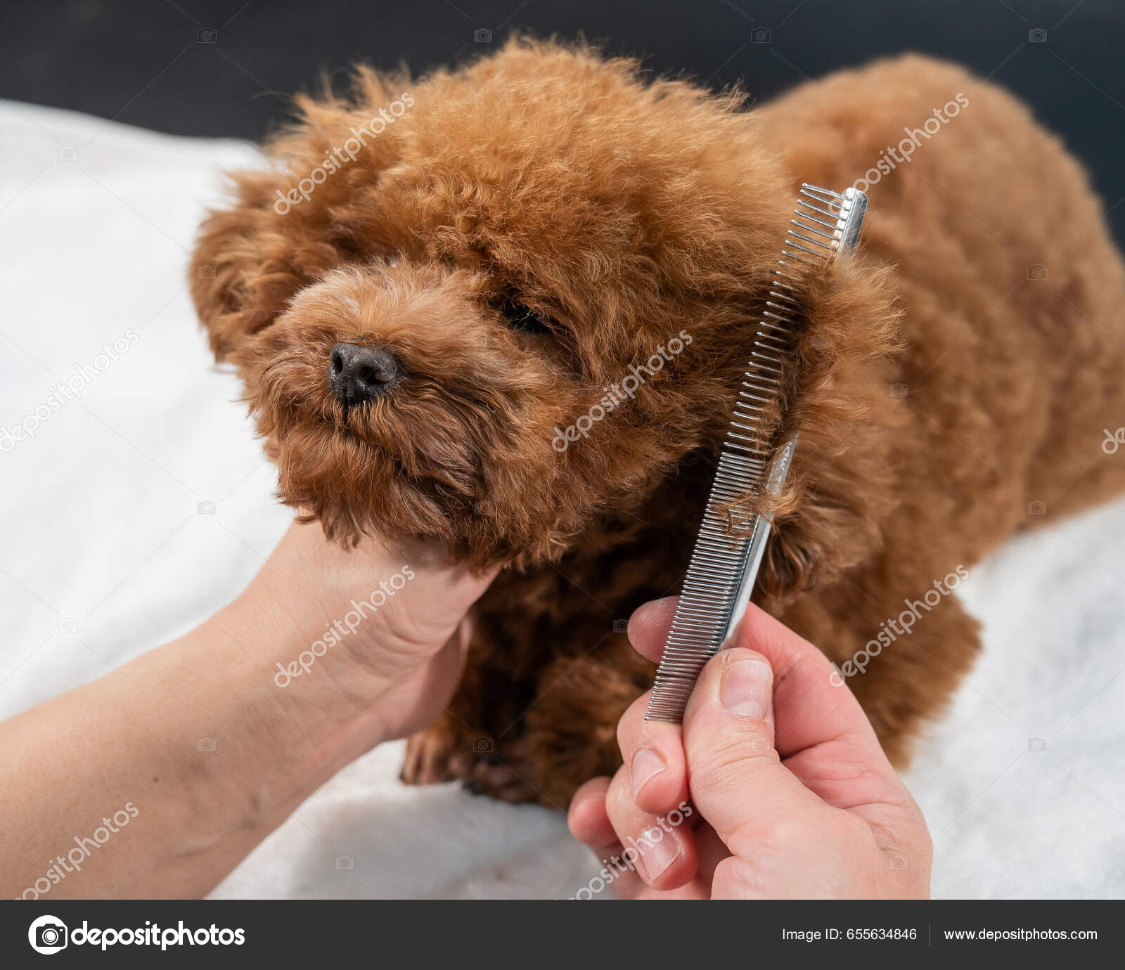 Woman combing a toy poodle during a haircut in a grooming salon.