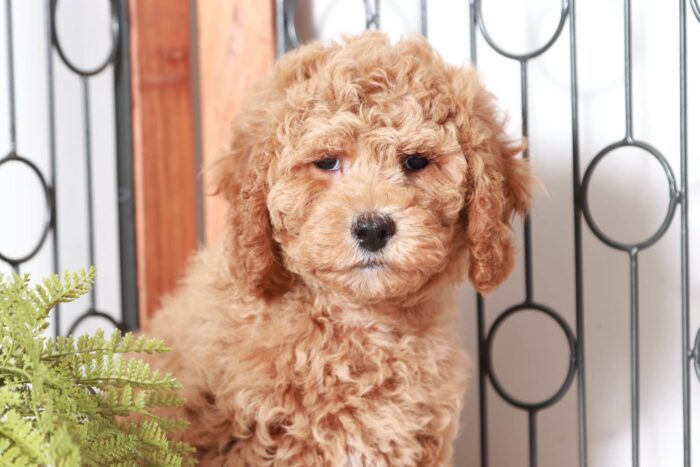 Derrick - Perfect Little Red Male Cavapoo Puppy - Image 2