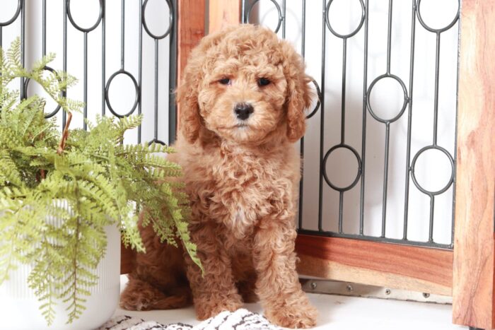 Derrick - Perfect Little Red Male Cavapoo Puppy
