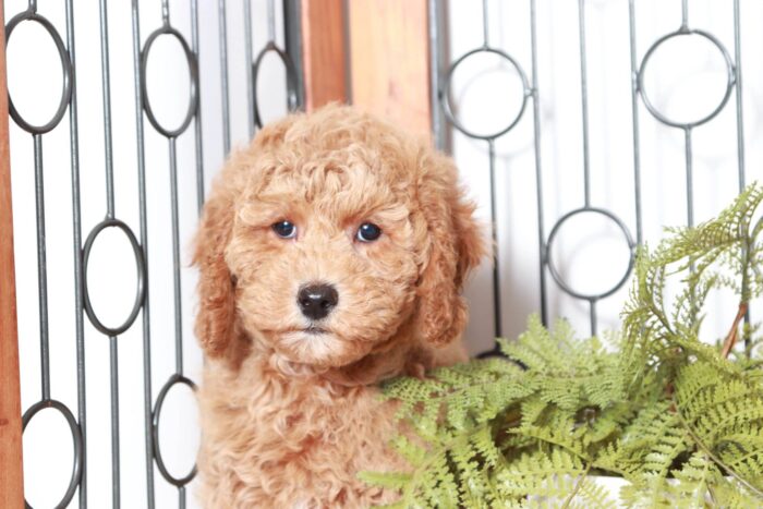 Derrick - Perfect Little Red Male Cavapoo Puppy - Image 3