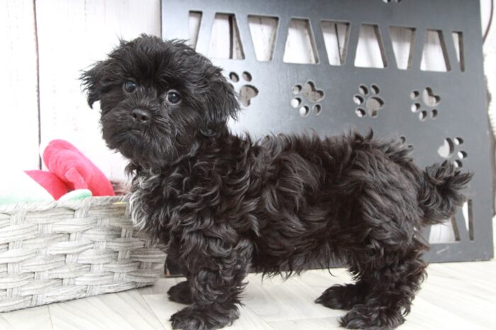 Dexter - Stunning Black Male Malshi Puppy