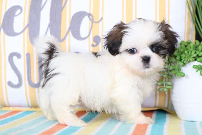 Darcy - Great Little Black and White Female Cavapoo Puppy