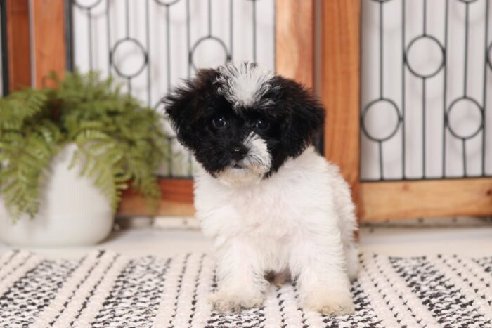 Dexter - Dapper Little Tri-Colored Male Yorkie-Poo Puppy