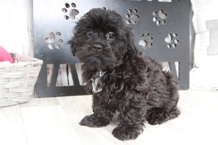 Dexter - Stunning Black Male Malshi Puppy - Image 2