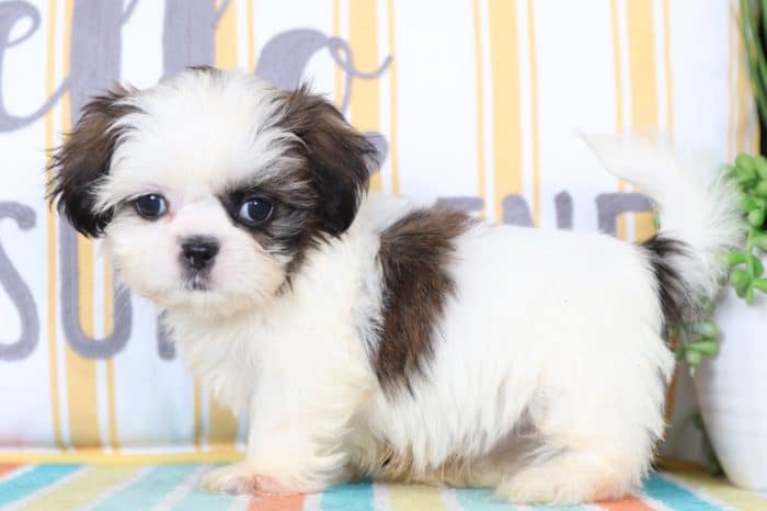 Darcy - Great Little Black and White Female Cavapoo Puppy - Image 2