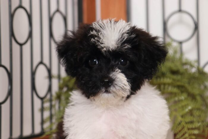 Dexter - Dapper Little Tri-Colored Male Yorkie-Poo Puppy - Image 2
