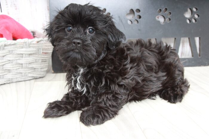 Dexter - Stunning Black Male Malshi Puppy - Image 3