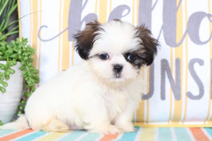 Darcy - Great Little Black and White Female Cavapoo Puppy - Image 3