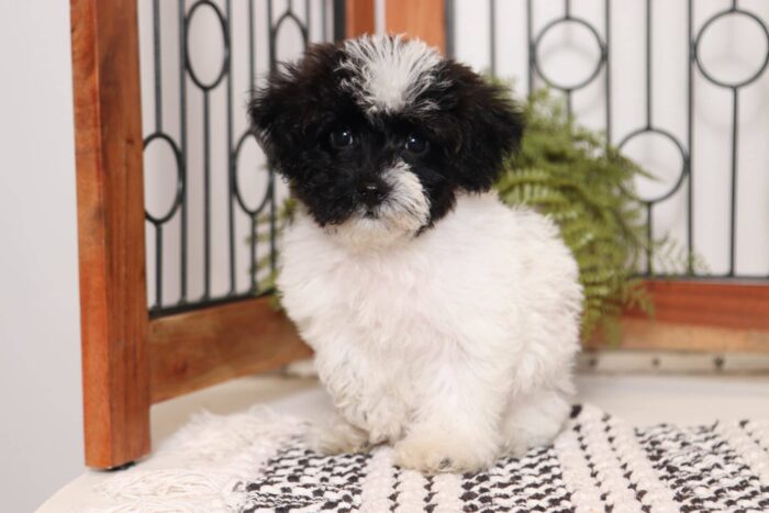 Dexter - Dapper Little Tri-Colored Male Yorkie-Poo Puppy - Image 3