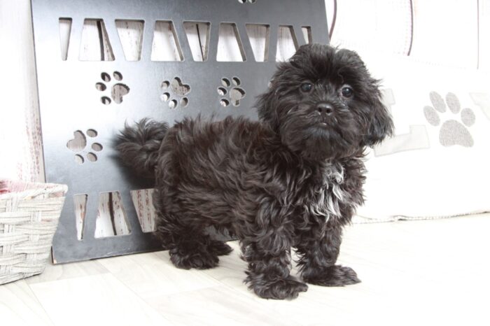 Dexter - Stunning Black Male Malshi Puppy - Image 4