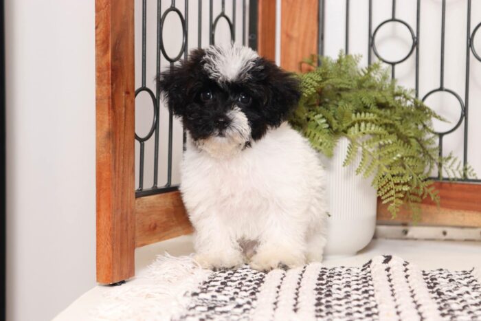 Dexter - Dapper Little Tri-Colored Male Yorkie-Poo Puppy - Image 4