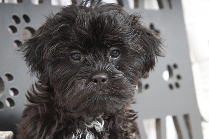 Dexter - Stunning Black Male Malshi Puppy - Image 5