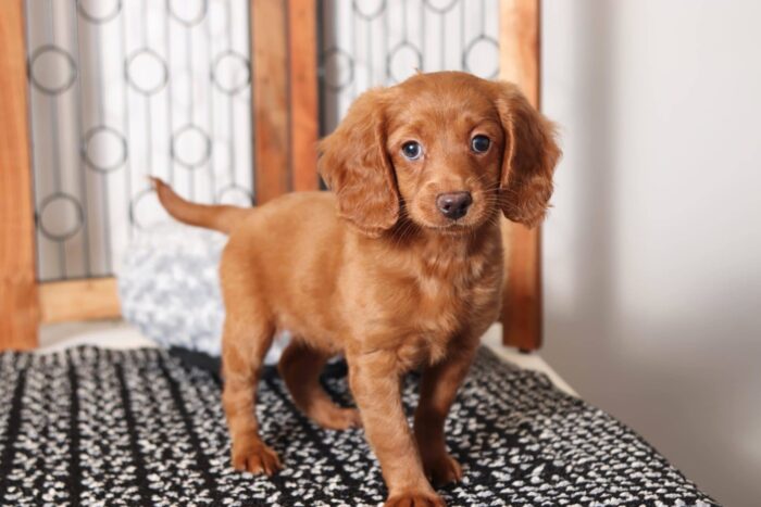 Diana- Sweet Female F1B Mini Goldendoodle