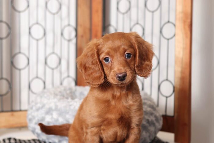 Diana- Sweet Female F1B Mini Goldendoodle - Image 2