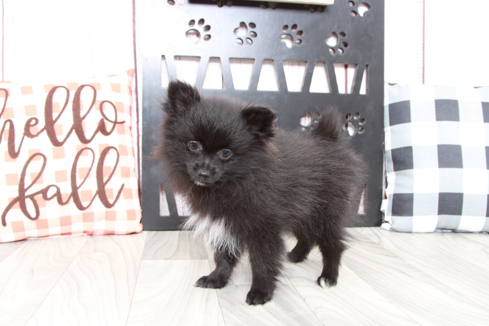 Didi- Stunning ACA Female Pomeranian Puppy - Image 4