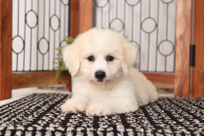 Diego - Awesome Male Poochon Puppy