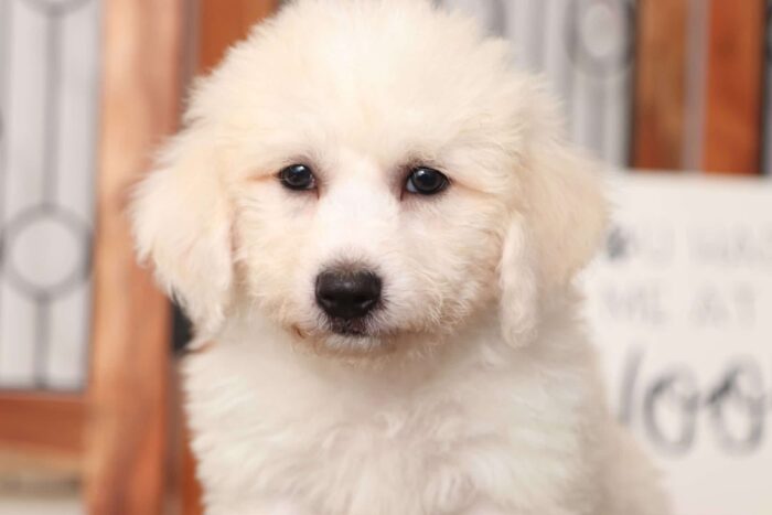 Diego - Awesome Male Poochon Puppy - Image 2