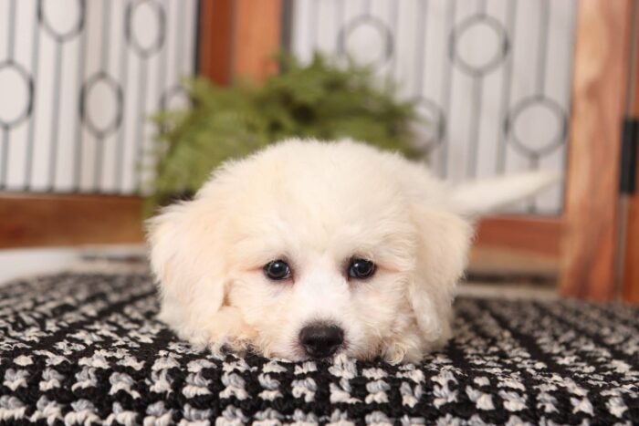 Diego - Awesome Male Poochon Puppy - Image 4