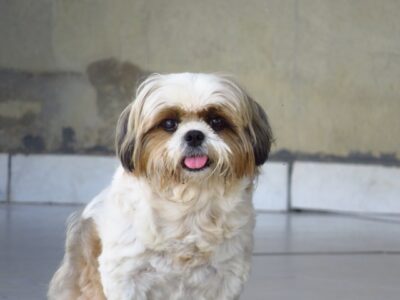 Photo of Shih Tzu pup