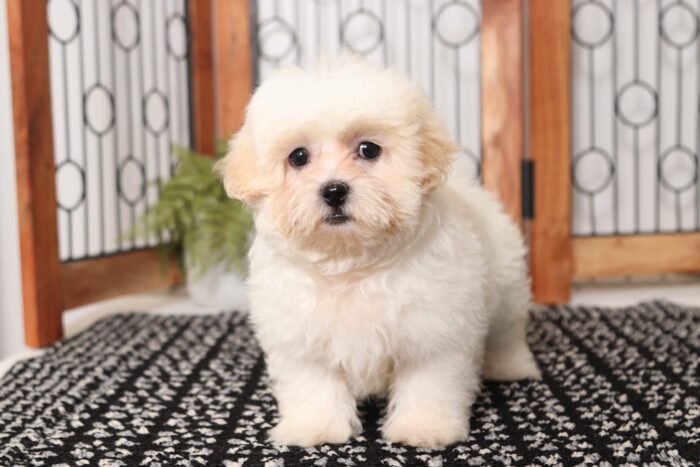 Dino- Cool Little Male Shih-Poo Puppy