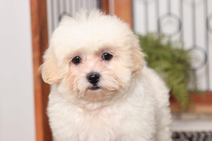 Dino- Cool Little Male Shih-Poo Puppy - Image 2