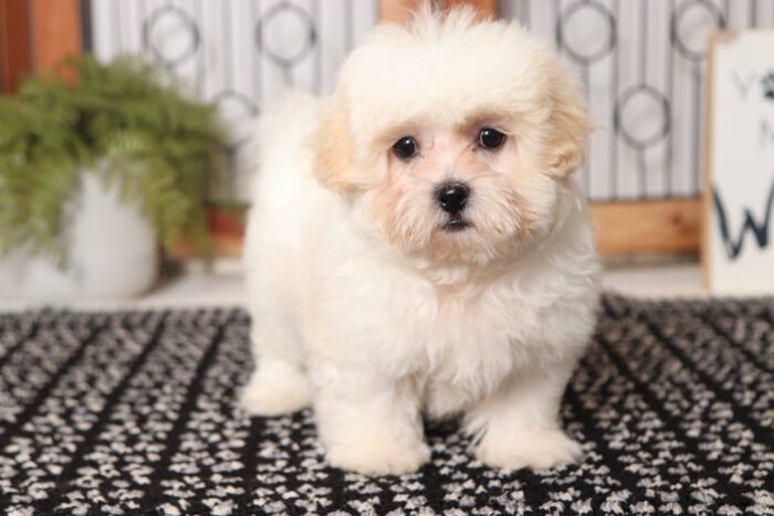 Dino- Cool Little Male Shih-Poo Puppy - Image 3